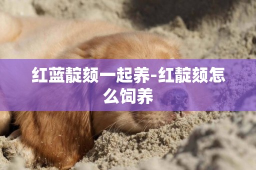 紅藍靛頦一起養-紅靛頦怎么飼養