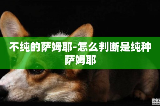 不純的薩姆耶-怎么判斷是純種薩姆耶