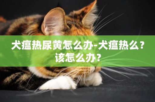 犬瘟熱尿黃怎么辦-犬瘟熱么？該怎么辦？