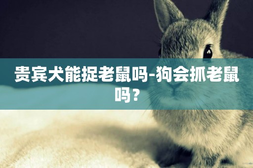 貴賓犬能捉老鼠嗎-狗會抓老鼠嗎？