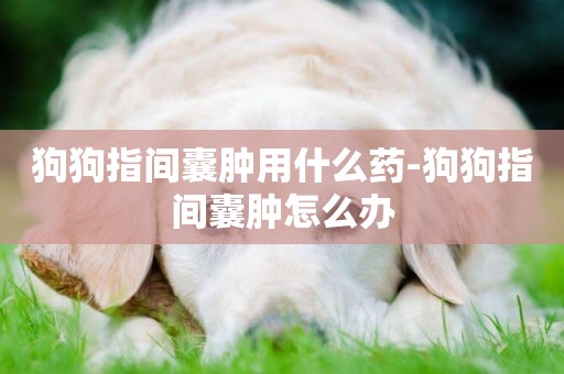 狗狗指間囊腫用什么藥-狗狗指間囊腫怎么辦