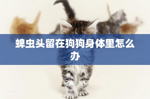 蜱蟲頭留在狗狗身體里怎么辦