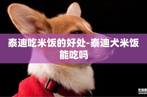 泰迪吃米飯的好處-泰迪犬米飯能吃嗎