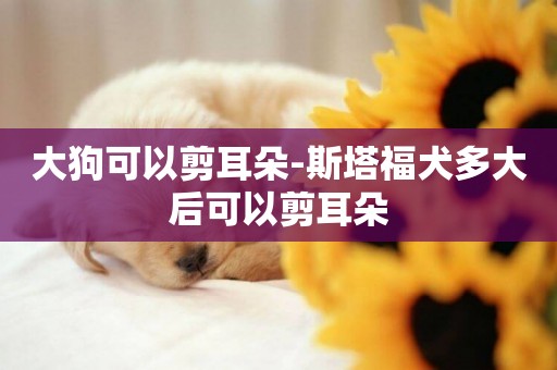 大狗可以剪耳朵-斯塔福犬多大后可以剪耳朵