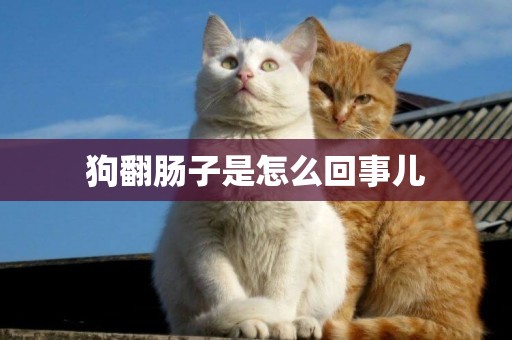狗翻腸子是怎么回事兒