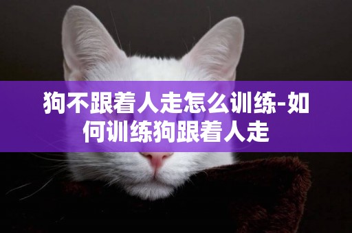 狗不跟著人走怎么訓練-如何訓練狗跟著人走