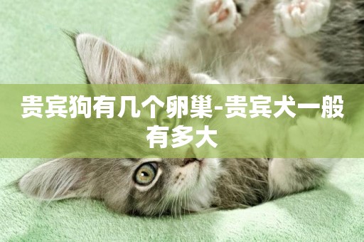貴賓狗有幾個卵巢-貴賓犬一般有多大