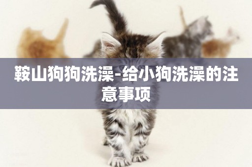 鞍山狗狗洗澡-給小狗洗澡的注意事項