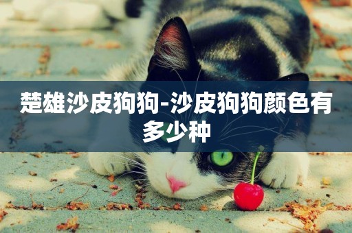 楚雄沙皮狗狗-沙皮狗狗顏色有多少種