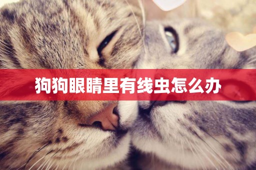 狗狗眼睛里有線蟲怎么辦