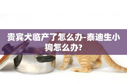 貴賓犬臨產了怎么辦-泰迪生小狗怎么辦?