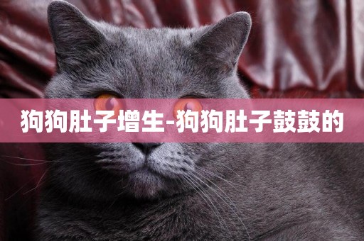 狗狗肚子增生-狗狗肚子鼓鼓的