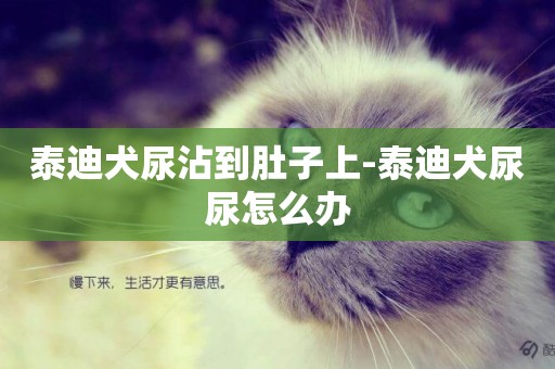 泰迪犬尿沾到肚子上-泰迪犬尿尿怎么辦