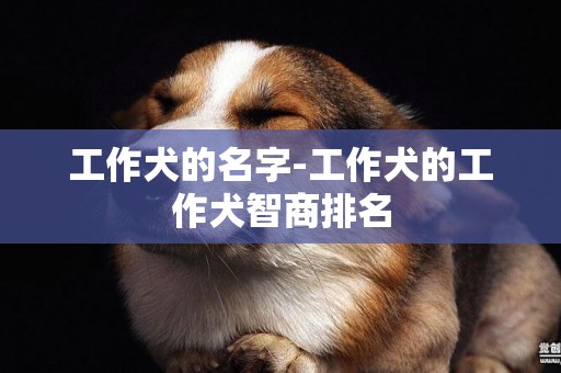 工作犬的名字-工作犬的工作犬智商排名