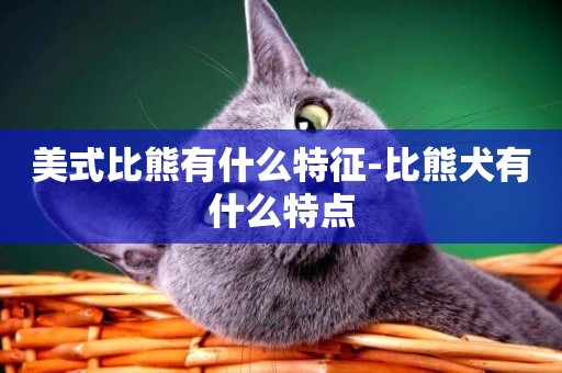 美式比熊有什么特征-比熊犬有什么特點