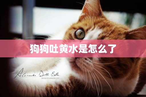 狗狗吐黃水是怎么了
