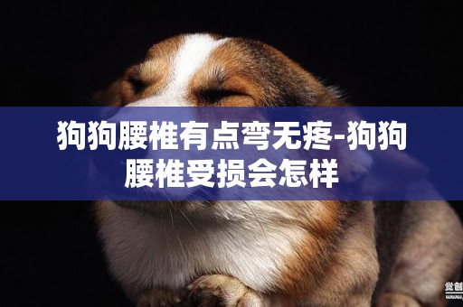 狗狗腰椎有點彎無疼-狗狗腰椎受損會怎樣