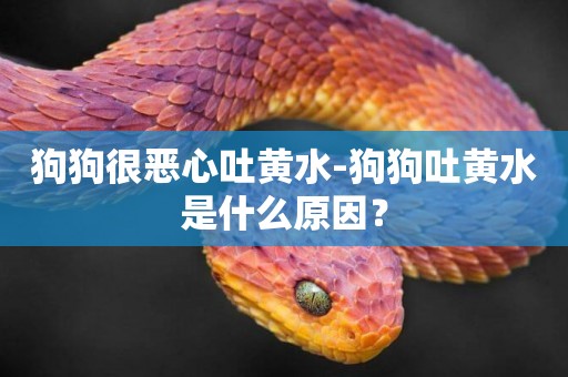 狗狗很惡心吐黃水-狗狗吐黃水是什么原因？