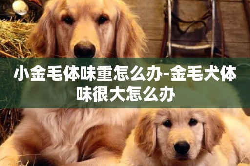 小金毛體味重怎么辦-金毛犬體味很大怎么辦