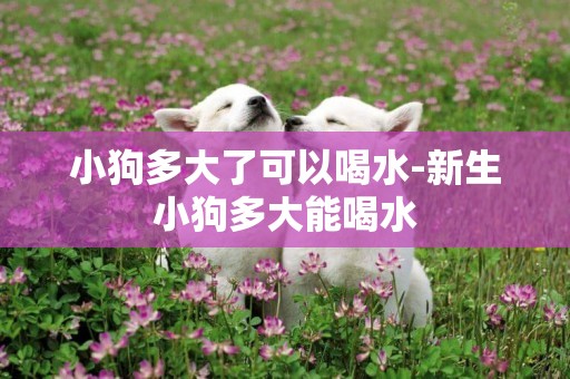 小狗多大了可以喝水-新生小狗多大能喝水