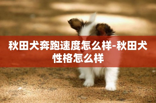 秋田犬奔跑速度怎么樣-秋田犬性格怎么樣