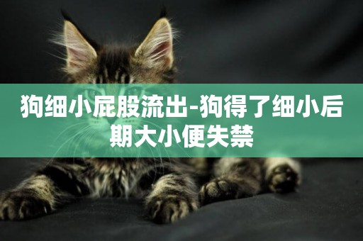 狗細小屁股流出-狗得了細小后期大小便失禁