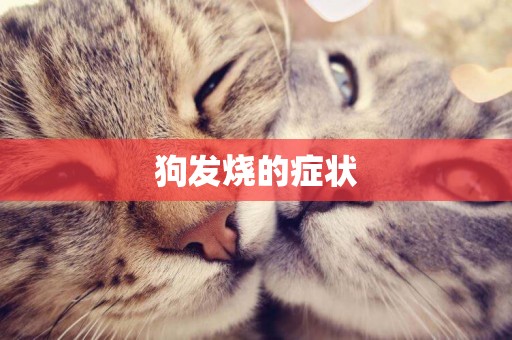 狗發燒的癥狀