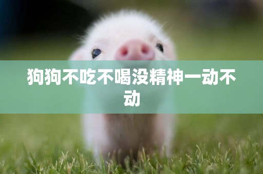 狗狗不吃不喝沒精神一動不動