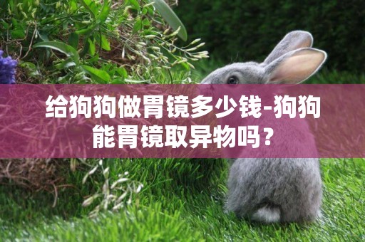 給狗狗做胃鏡多少錢-狗狗能胃鏡取異物嗎？