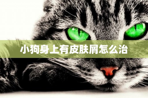 小狗身上有皮膚屑怎么治