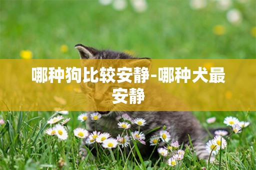 哪種狗比較安靜-哪種犬最安靜