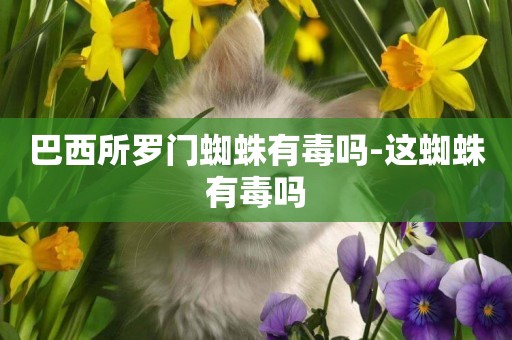 巴西所羅門蜘蛛有毒嗎-這蜘蛛有毒嗎