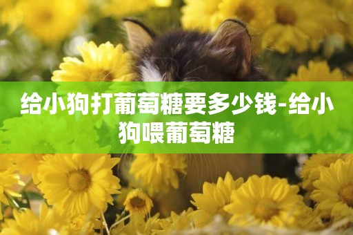 給小狗打葡萄糖要多少錢-給小狗喂葡萄糖