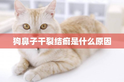 狗鼻子干裂結痂是什么原因