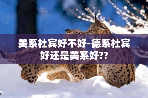 美系杜賓好不好-德系杜賓好還是美系好??