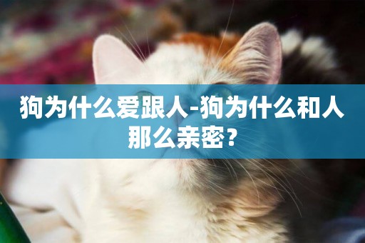 狗為什么愛跟人-狗為什么和人那么親密？