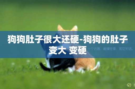 狗狗肚子很大還硬-狗狗的肚子變大 變硬