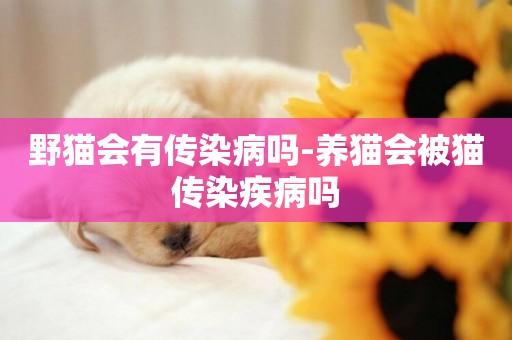 野貓會有傳染病嗎-養貓會被貓傳染疾病嗎