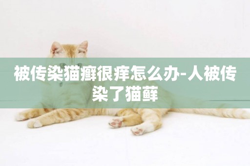 被傳染貓癬很癢怎么辦-人被傳染了貓蘚