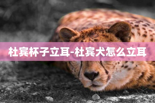 杜賓杯子立耳-杜賓犬怎么立耳