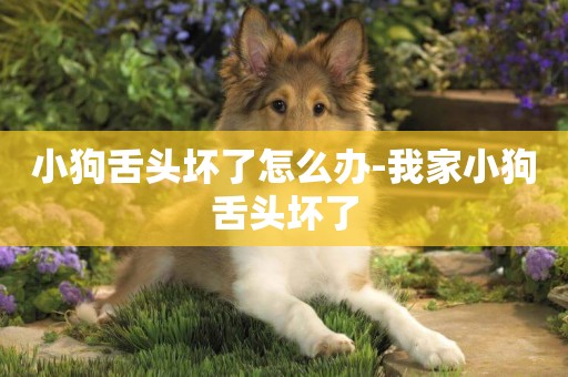 小狗舌頭壞了怎么辦-我家小狗舌頭壞了