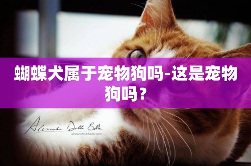 蝴蝶犬屬于寵物狗嗎-這是寵物狗嗎？