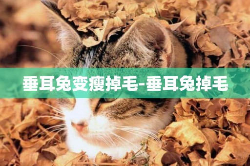 垂耳兔變瘦掉毛-垂耳兔掉毛