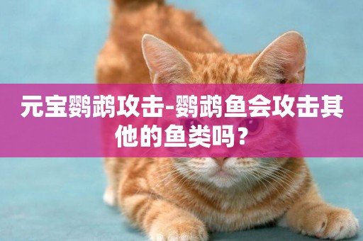 元寶鸚鵡攻擊-鸚鵡魚會攻擊其他的魚類嗎？