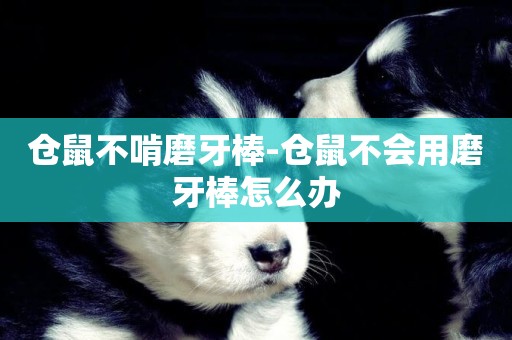 倉鼠不啃磨牙棒-倉鼠不會用磨牙棒怎么辦
