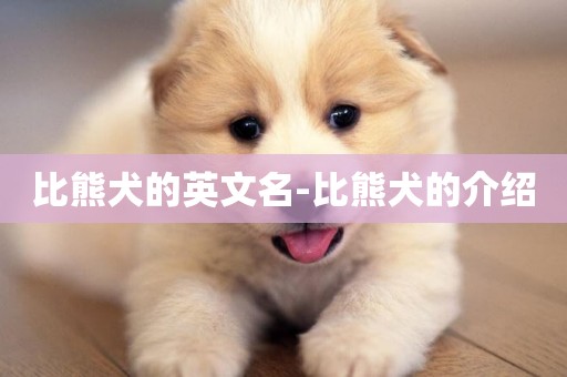 比熊犬的英文名-比熊犬的介紹