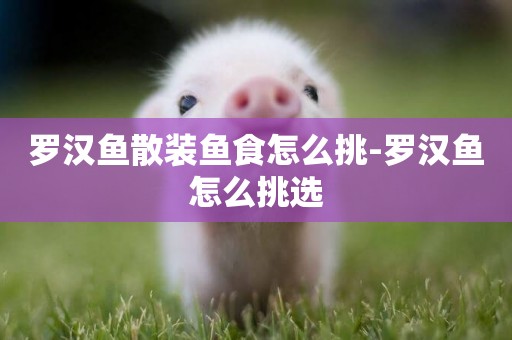 羅漢魚散裝魚食怎么挑-羅漢魚怎么挑選
