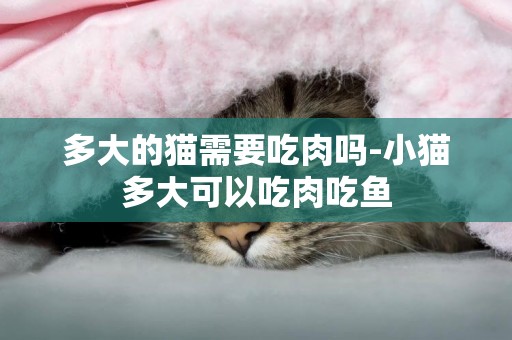 多大的貓需要吃肉嗎-小貓多大可以吃肉吃魚