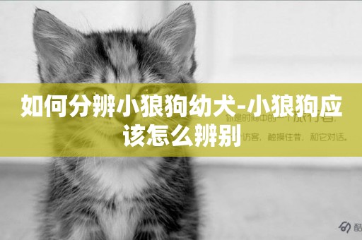 如何分辨小狼狗幼犬-小狼狗應該怎么辨別