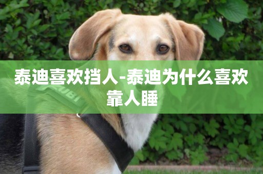 泰迪喜歡擋人-泰迪為什么喜歡靠人睡